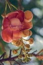 ÃÂ¡annon ball tree. Stem, flowers and fruits. Bottom view at Byculla Zoo Rani bagh.Mumbai Royalty Free Stock Photo